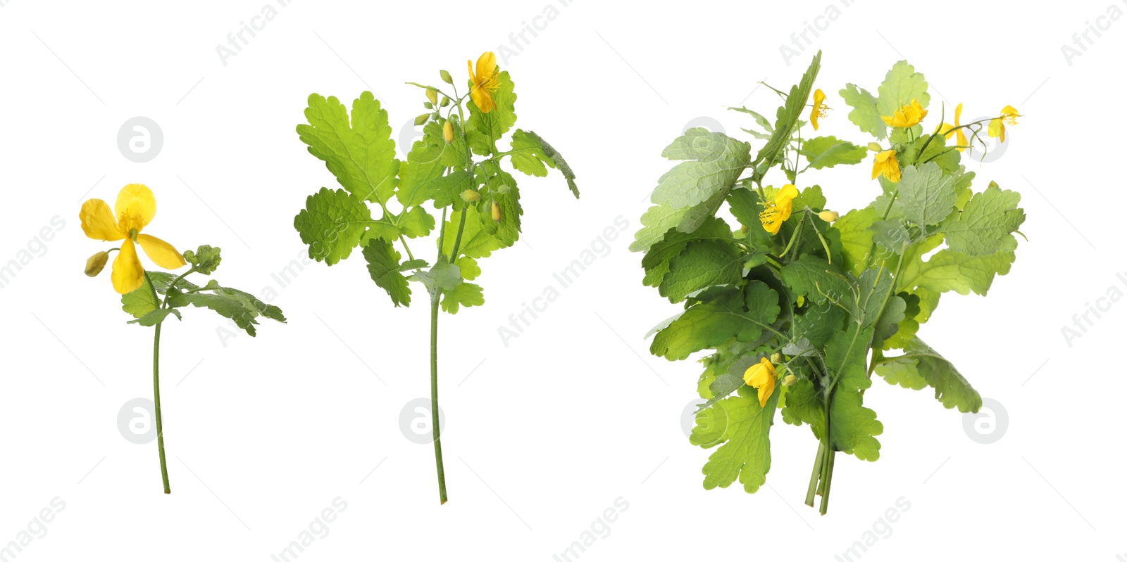 Image of Celandine plants with yellow flowers and green leaves on white background, collage. Banner design 