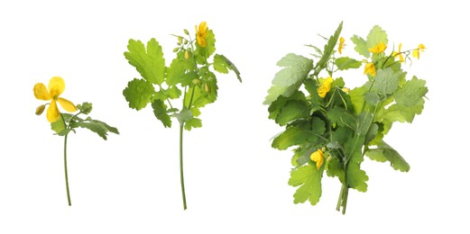 Celandine plants with yellow flowers and green leaves on white background, collage. Banner design 