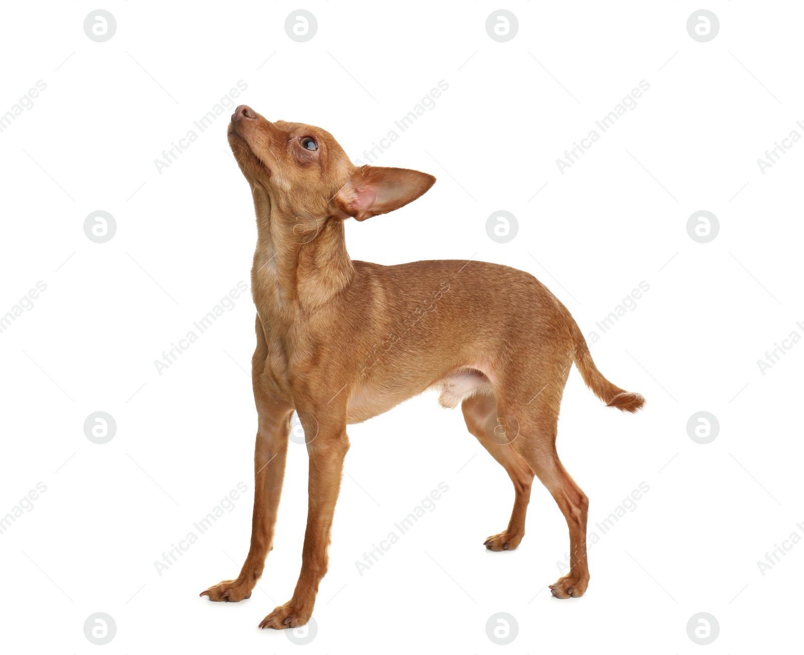 Photo of Cute toy terrier isolated on white. Domestic dog