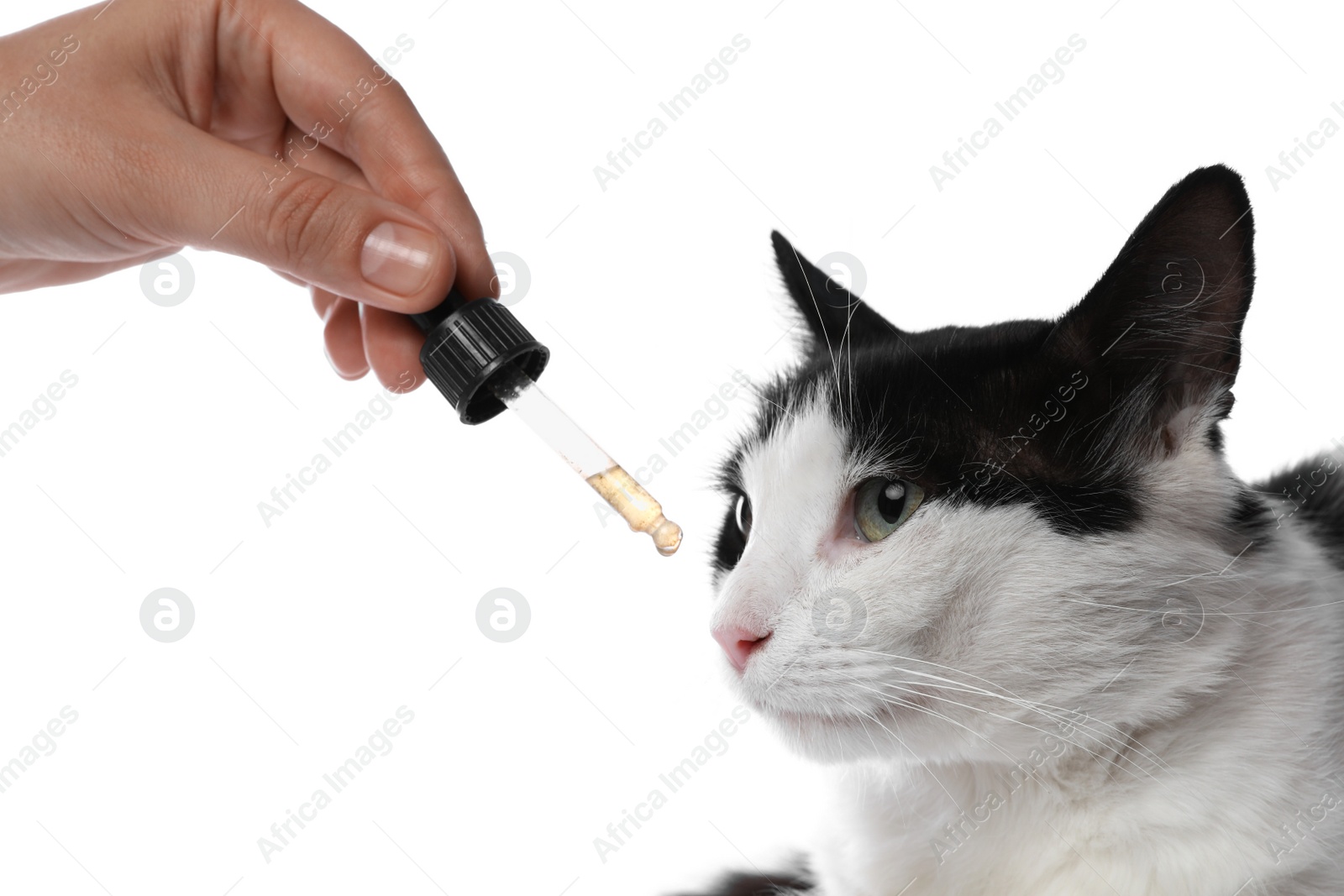 Photo of Woman giving tincture to cat on white background, closeup