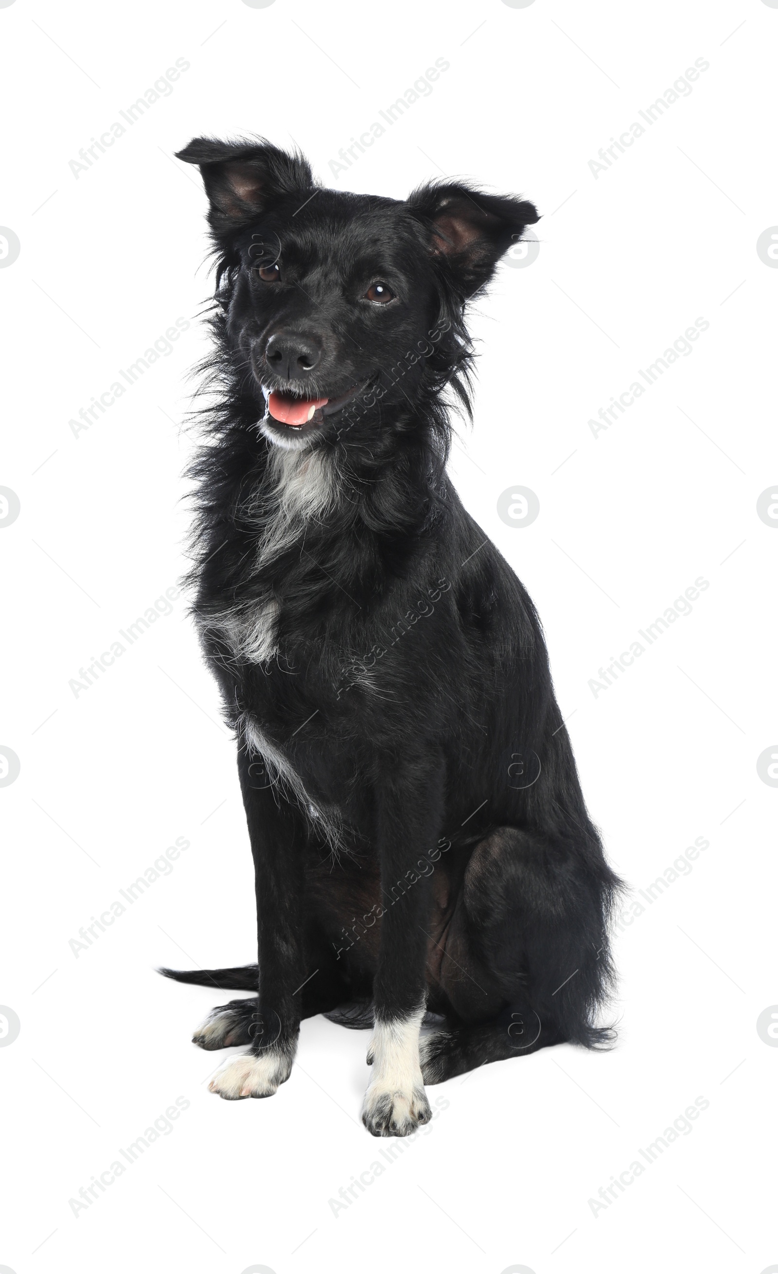 Photo of Cute long haired dog on white background