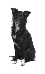 Photo of Cute long haired dog on white background