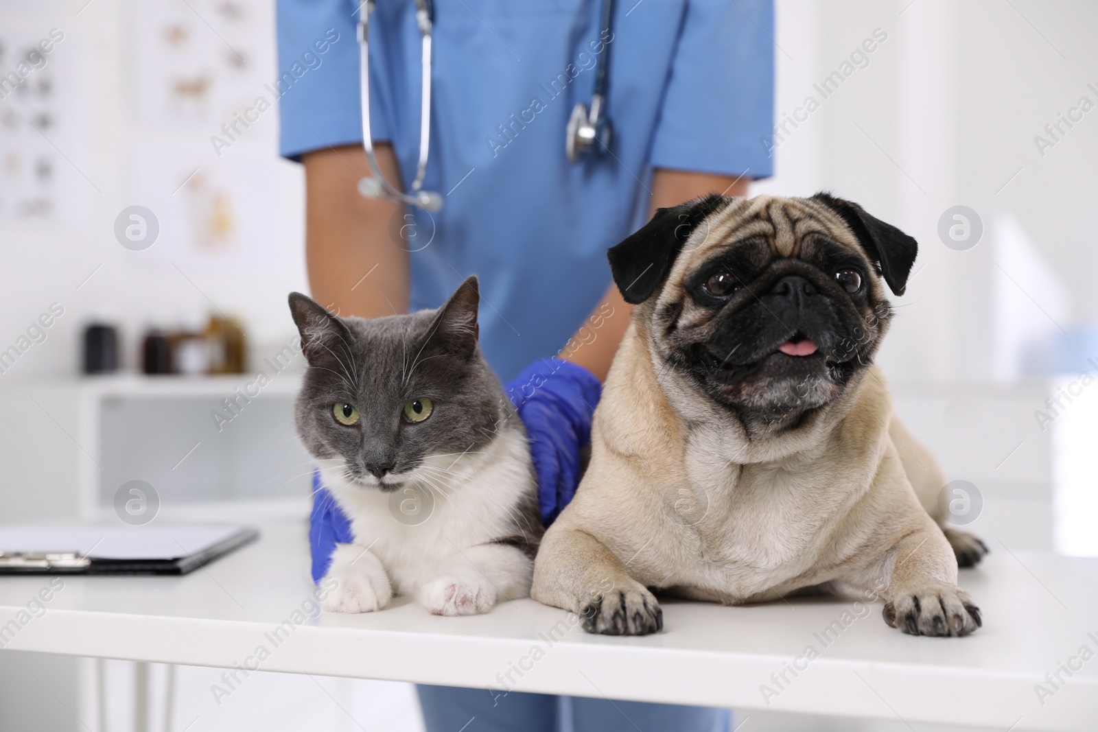 Photo of Veterinarian examining cute pug dog and cat in clinic, closeup. Vaccination day