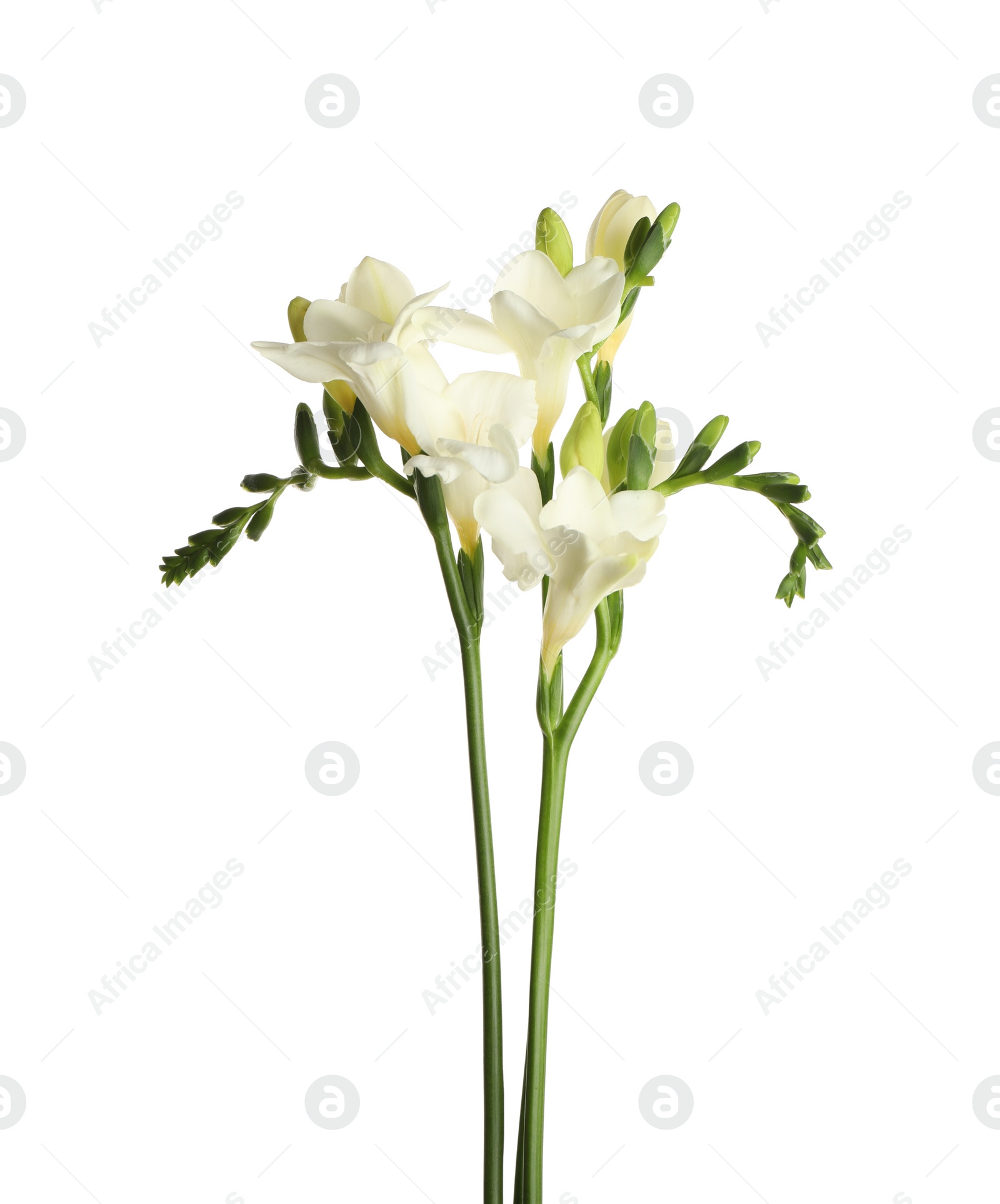 Photo of Beautiful blooming freesia flowers isolated on white