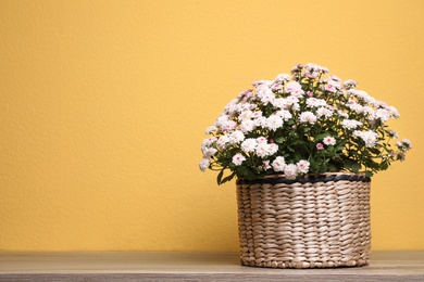 Photo of Basket with fresh chrysanthemum flowers on wooden table against yellow background. Space for text