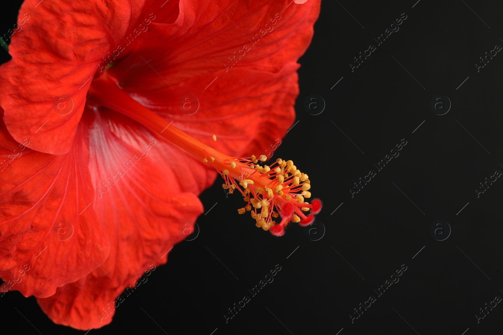 Photo of Beautiful red hibiscus flower on black background, closeup. Space for text