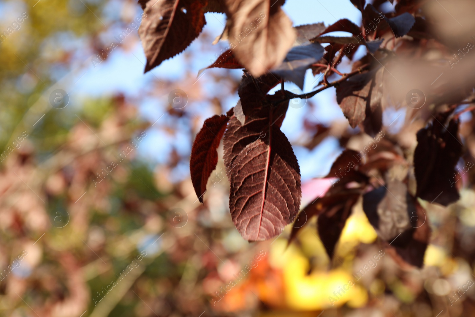 Photo of Branch of plum tree with beautiful purple leaves in park