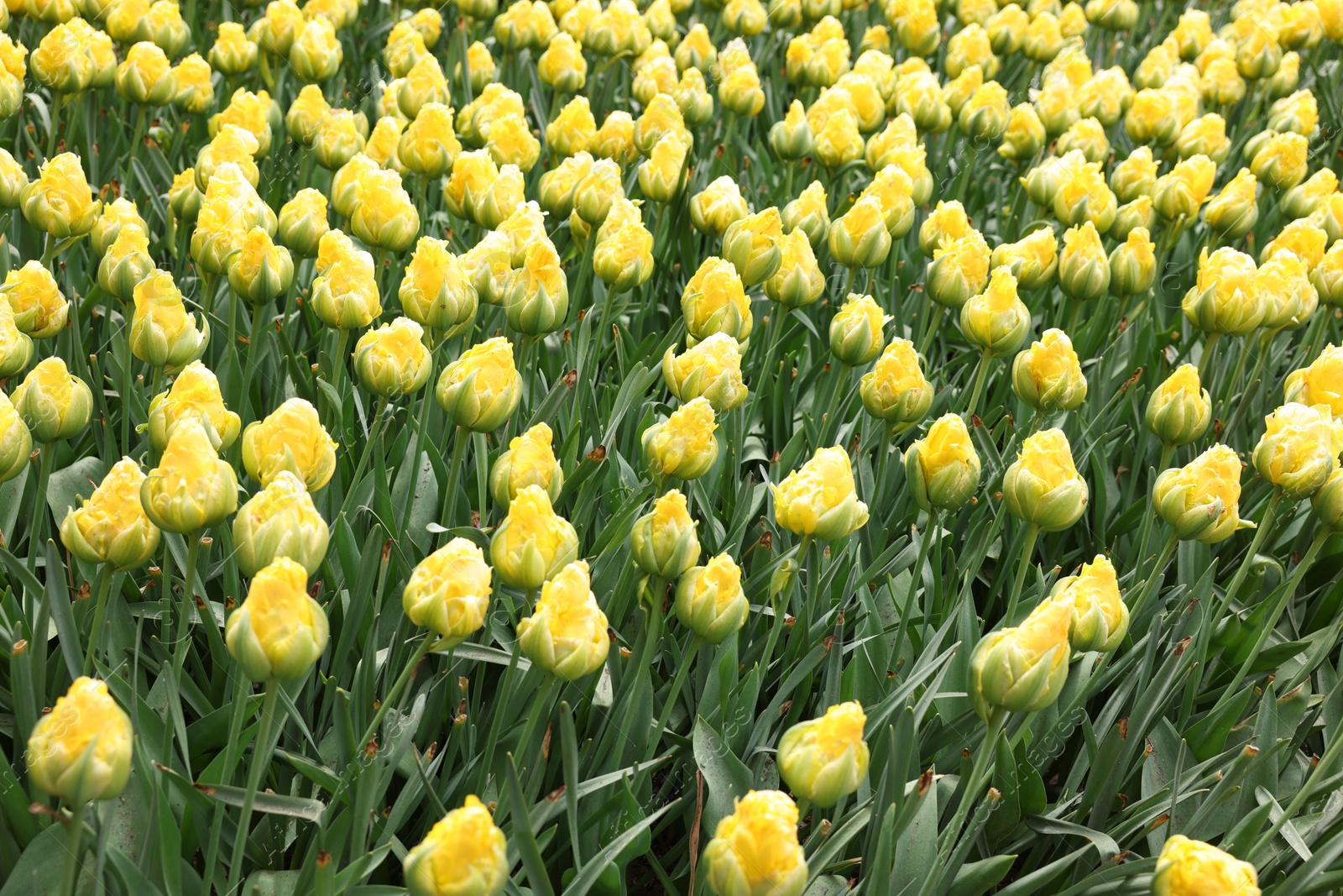 Photo of Many beautiful yellow tulip flowers growing outdoors. Spring season
