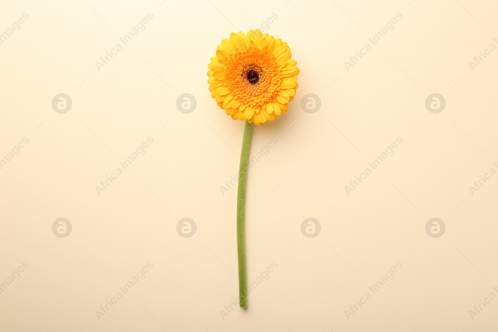 Photo of Beautiful yellow gerbera flower on beige background, top view