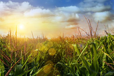 Corn field under beautiful sky with sun and clouds