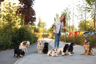 Photo of Young woman walking adorable dogs in park