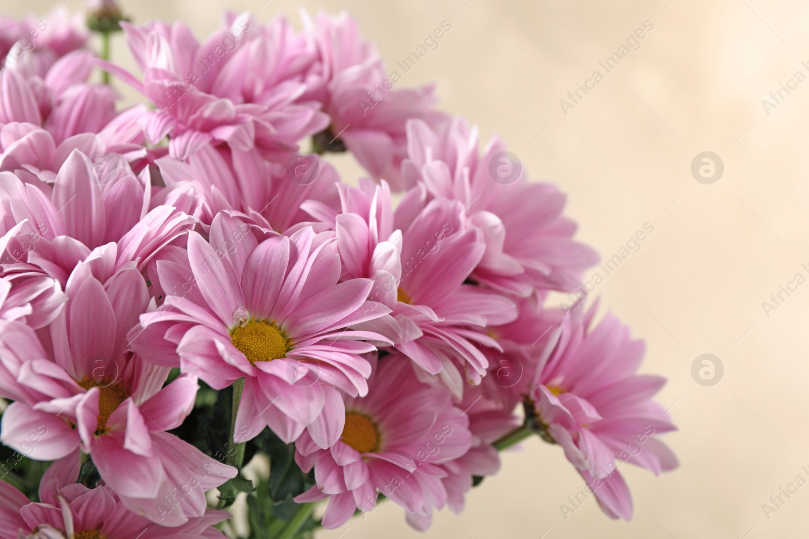 Photo of Beautiful pink chrysanthemum flowers on beige background, closeup