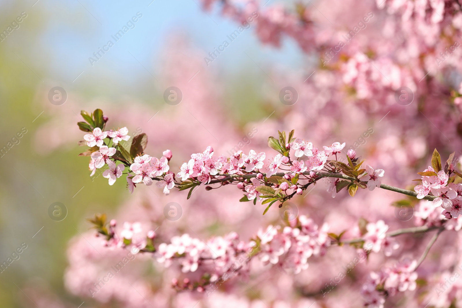 Photo of Branch of blossoming spring tree with tiny flowers on blurred background