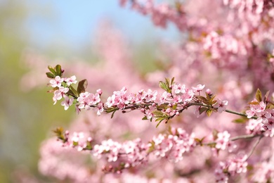 Branch of blossoming spring tree with tiny flowers on blurred background