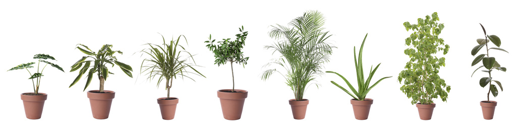 Image of Set of different houseplants in flower pots on white background. Banner design