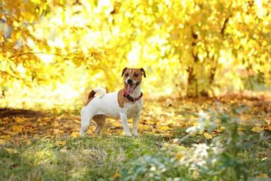 Photo of Cute Jack Russell terrier in park. Autumn walk