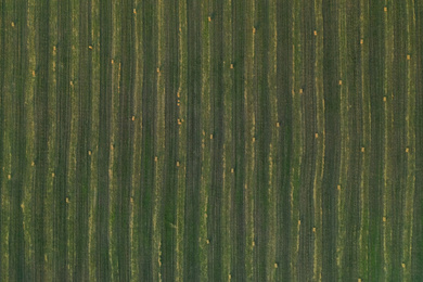 Photo of Aerial view of green mowed field with hay blocks outdoors. Agricultural industry