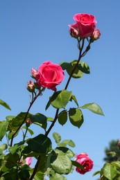 Photo of Beautiful blooming rose bush against blue sky