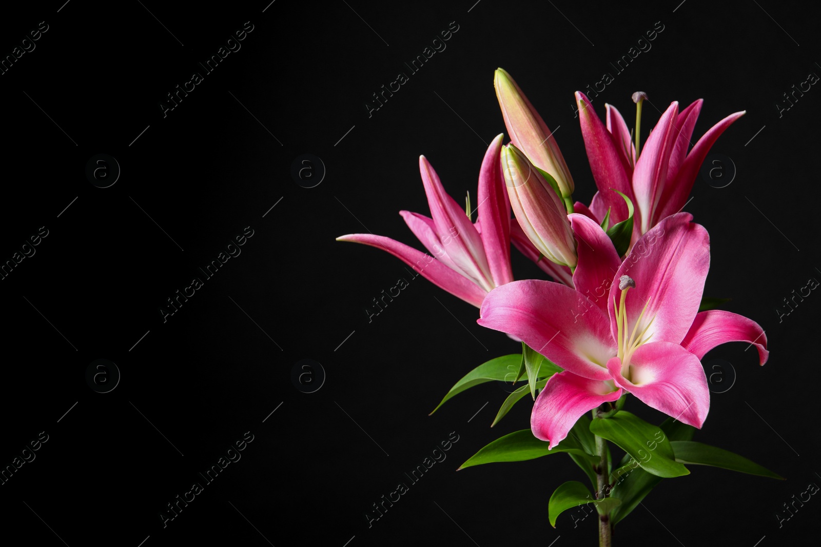 Photo of Beautiful pink lily flowers on black background. Space for text