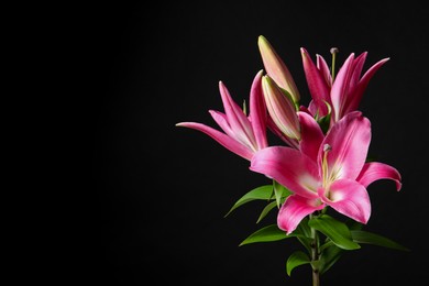 Photo of Beautiful pink lily flowers on black background. Space for text