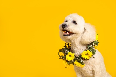 Adorable Bichon wearing wreath made of beautiful flowers on yellow background, space for text