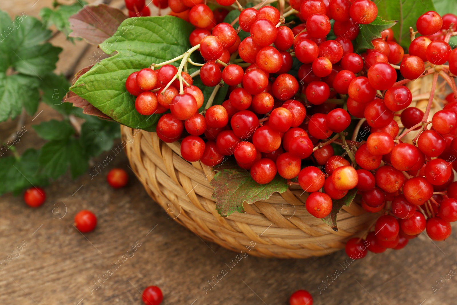 Photo of Basket of ripe viburnum berries on wooden table, closeup