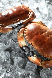 Photo of Delicious boiled crabs on ice cubes, above view