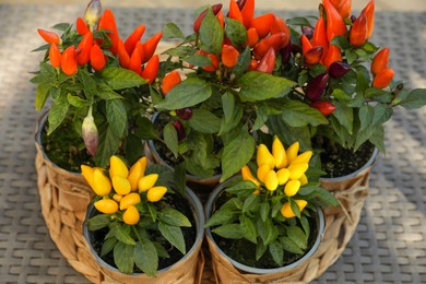 Photo of Capsicum Annuum plants. Many potted multicolor Chili Peppers on table, above view