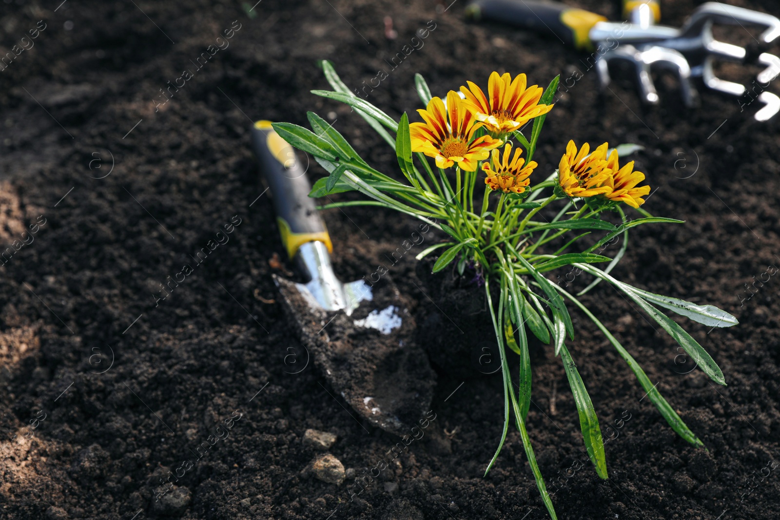 Photo of Shovel near plant on soil outdoors. Gardening tool