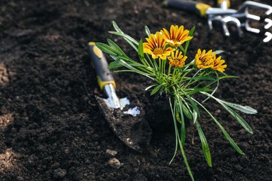 Photo of Shovel near plant on soil outdoors. Gardening tool