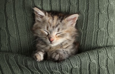 Photo of Cute kitten sleeping in knitted blanket, top view. Baby animal