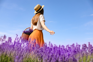 Photo of Young woman with wicker basket full of lavender flowers in field