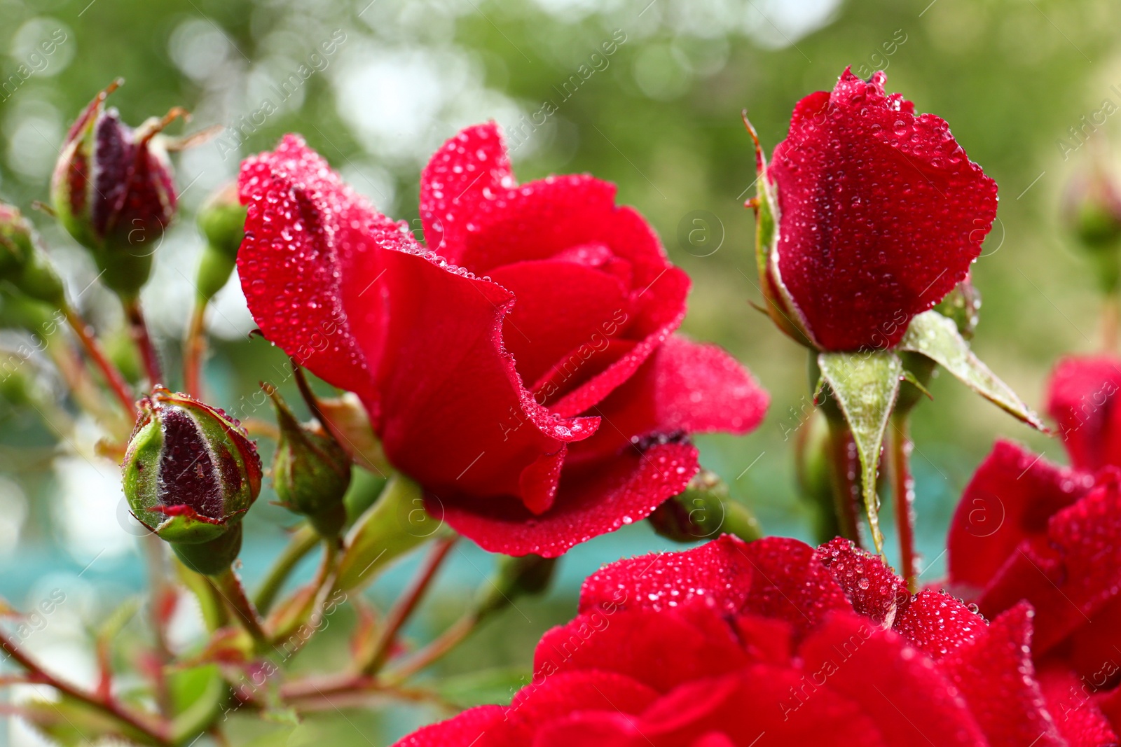 Photo of Beautiful blooming roses in green garden, closeup view