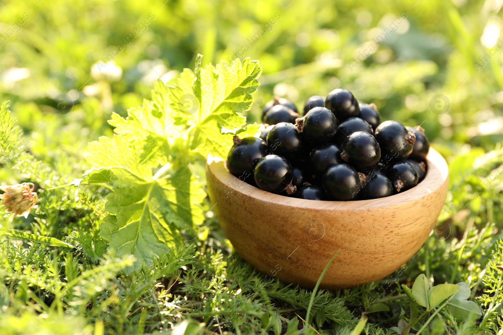 Photo of Ripe blackcurrants in bowl on green grass. Space for text