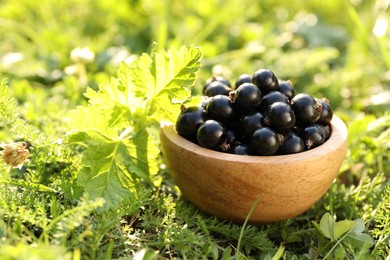 Photo of Ripe blackcurrants in bowl on green grass. Space for text