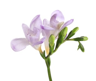 Photo of Beautiful violet freesia flower isolated on white