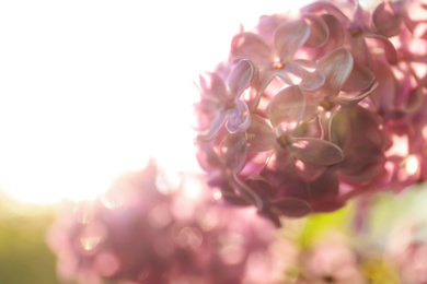 Photo of Closeup view of beautiful blooming lilac shrub outdoors