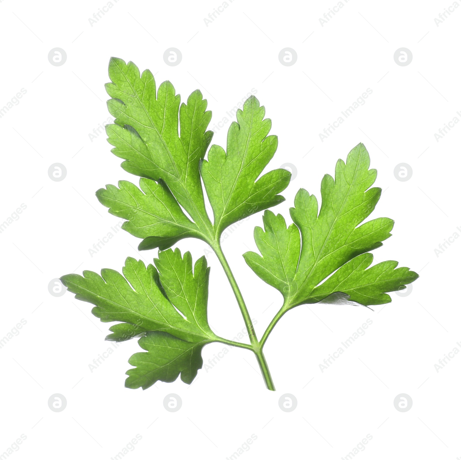 Photo of Fresh green organic parsley isolated on white