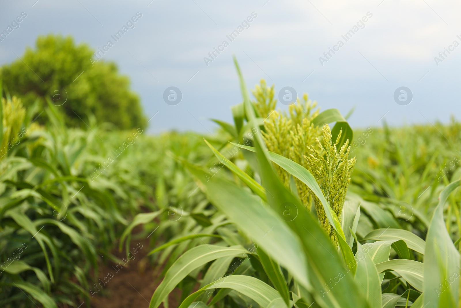 Photo of Green corn plants growing on field, space for text. Organic farming