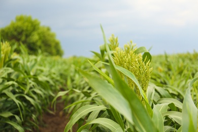 Photo of Green corn plants growing on field, space for text. Organic farming