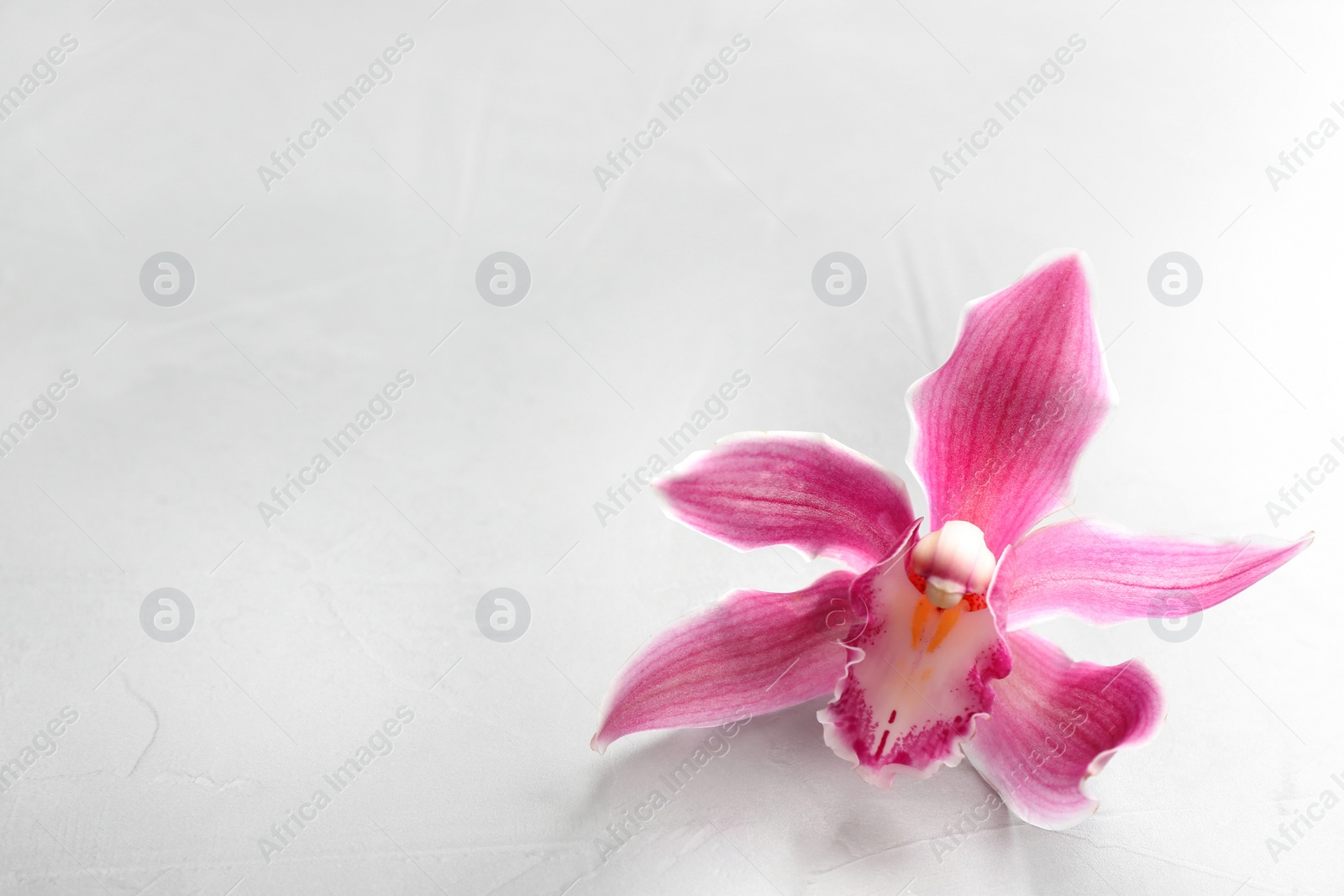 Photo of Beautiful tropical orchid flower on grey background. Space for text