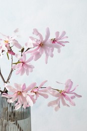 Magnolia tree branches with beautiful flowers in glass vase on light blue background, closeup