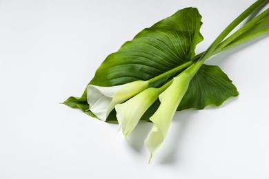 Photo of Beautiful calla lily flowers and leaf on white background