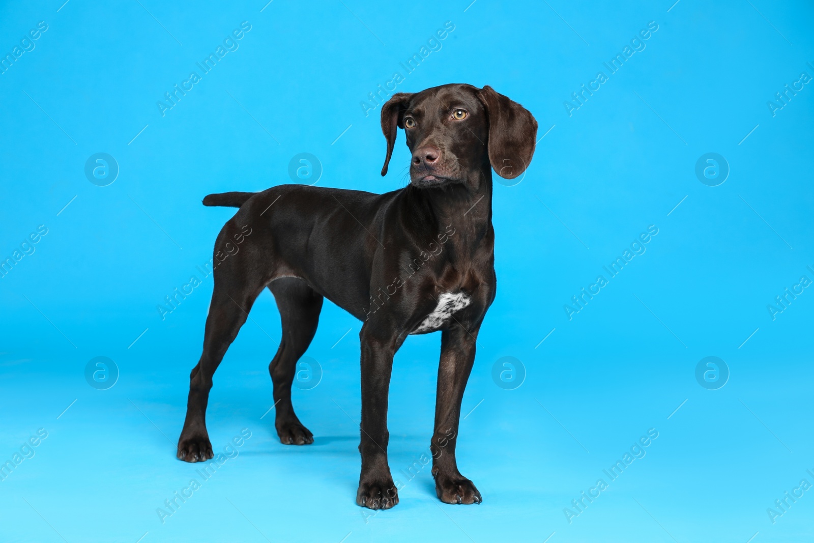 Photo of German Shorthaired Pointer dog on light blue background