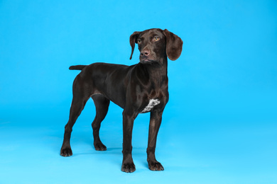 German Shorthaired Pointer dog on light blue background