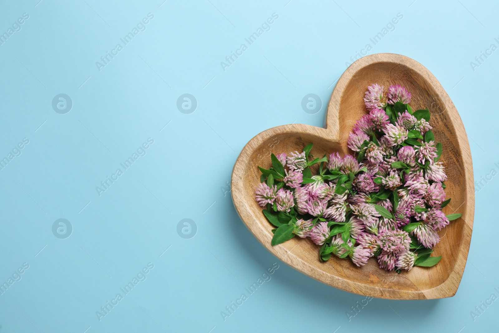 Photo of Beautiful clover flowers in heart shaped plate on light blue background, top view. Space for text