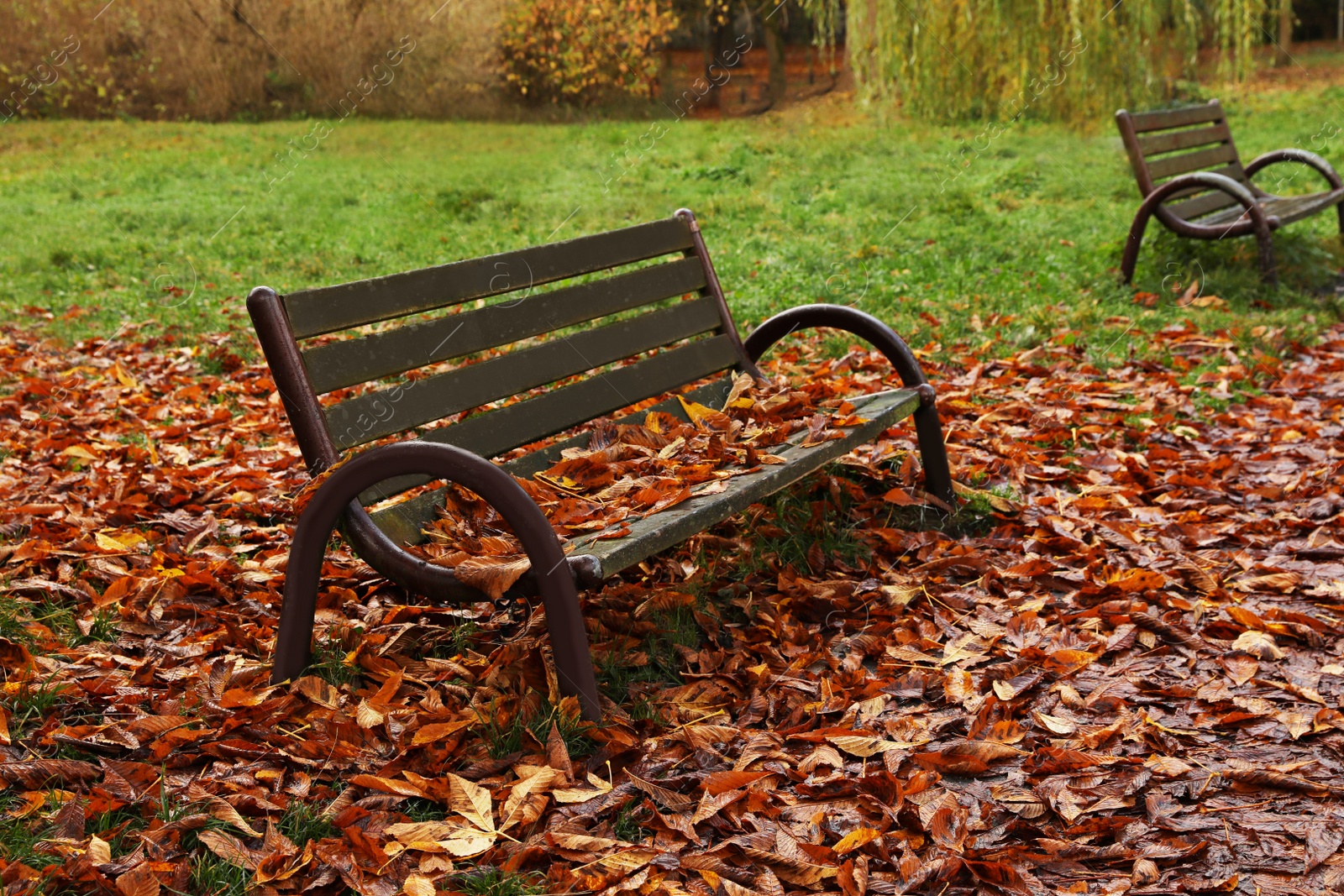 Photo of Wooden benches and fallen yellowed leaves in park