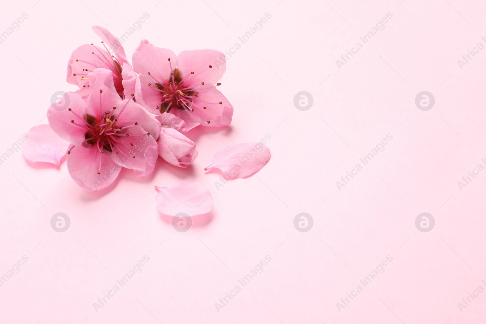 Photo of Beautiful sakura tree blossoms on pink background. Space for text