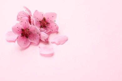 Photo of Beautiful sakura tree blossoms on pink background. Space for text