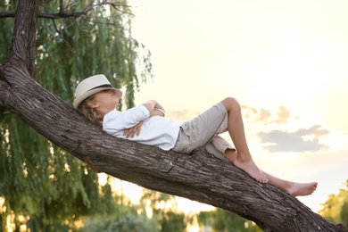 Photo of Cute little boy on tree outdoors. Child spending time in nature